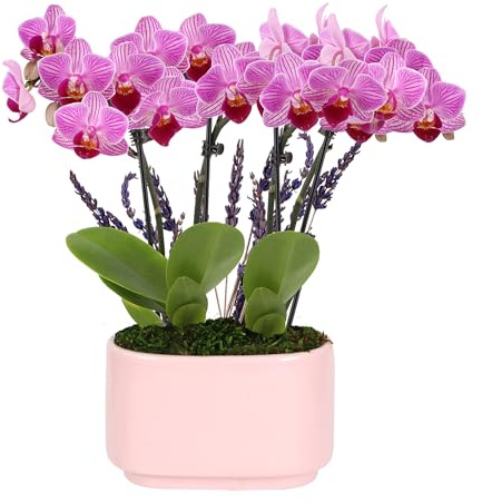 Green Circle Growers 4 Mini Pink Orchid Plant with Lavender Accent in Pink Ceramic Planter – Live Indoor Flower, Easy Care Orchid, Gift Ready