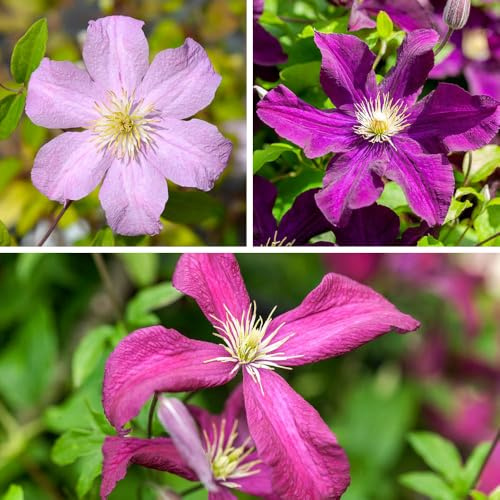 YouGarden Clematis Hybrid Collection, Set of Three Established Plants in 9cm Pots