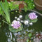 Mini étang complet avec 2 nénuphars artificiels violets - Boules flottantes argentées