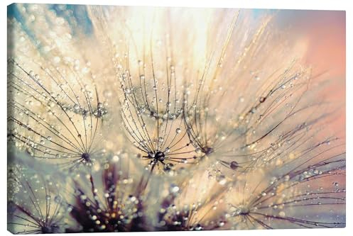 Posterlounge Pusteblume Sonnenuntergang Leinwandbild von Julia Delgado 60 x 40 cm Wandbilder Wanddeko