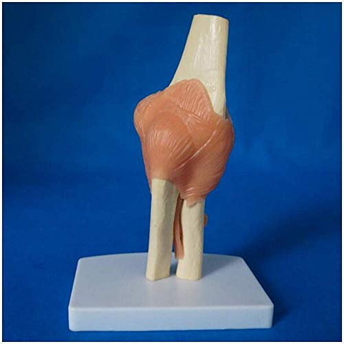 Bildungsmodell Menschliches Ellenbogengelenkmodell Lebensgroßes Ellenbogengelenk mit Bändern für den Unterricht Medizinisches menschliches anatomisches Skelettmodell PVC-Material Menschlich
