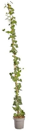 Hedera Hibernica – Edera – 150 – 175 cm
