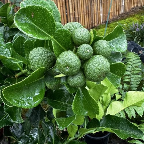 Semi di tiglio, fresca Citrus hystrix, da giardino semi di Gli da nani sono resistenti giardino di balcone 150pcs