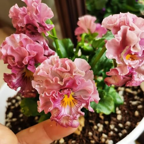 viola cornuta, semi di viola cornuta semi di tappezzanti resistenti al freddo Decorazioni autunnali per un giardino resistente Arredamento del soggiorno con 250semi