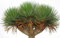 Kanarischer Drachenbaum - Dracaena draco- 10 Samen