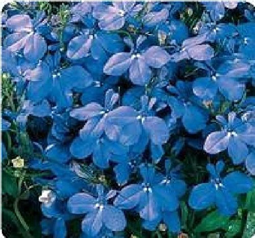 Just Seed - Flower - Lobelia Bedding - Riviera Sky Blue - 2000 Seed - Annual