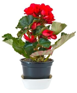 Begonia Elatior Mix Color la Planta de Floración Fácil y Duradera