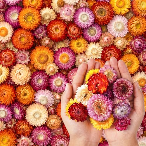 AIYONG ca. 100-120 Stück Köpfe Naturgerbera, echte Sonnenblumen Chrysanthemen, Getrocknete Blumenköpfe, Trockene Blumenköpfen, Kunsthandwerk Blumendekor, für Boho-Zuhause, Bastelarbeiten