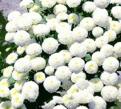 Buy4seeds 500 Seeds Snow Ball Flower Dwarf Chrysanthemum tanacetum parthenium