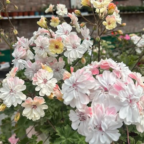 Geranios colgantes - Pelargonium - trepadoras, de jardín de rocas Decoración sala estar con camas elevadas semillas balcón Semillas cobertura 220semillas