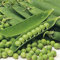 Germination Les graines: 50 - Graines: Douce Provence Jardin Pois - Grandes Cultures de Pois Minuscule et Doux !!! Succulent Mmm