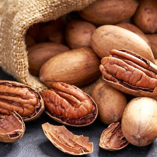 Pianta vera di Noce pecan Stuart