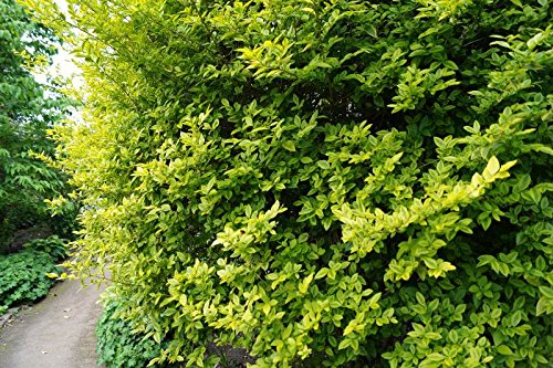Liguster Goldliguster Ligustrum ovafolium Aureum Containerware 60-80 cm
