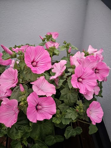 1000 Samen Rosa Moschus Malve Malva Moschata Wildblume Garten Duft Blumen Biene