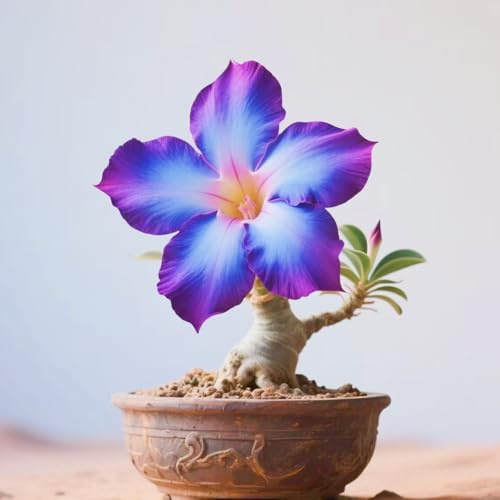 Schnelles Wachstum Seltene Wüstenrose Seltene Wüstenrose Winterhart WüStenrosenknolle Winterhart Schönes Bepflanzen von Staudengärten-1knolle-j