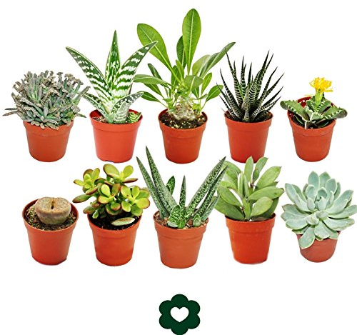 Exotenherz 10 verschiedene Sukkulenten 5,5cm Topf im Set