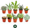 Lote de 10 plantas suculentas diferentes en macetas de 5,5 cm