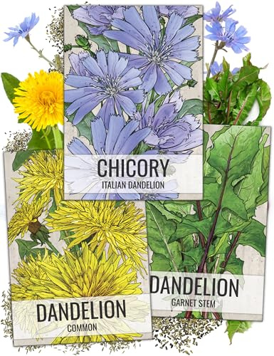 Seed Needs, Dandelion Seed Packet Collection (3 Varieties of Seeds for Planting) Non-GMO & Untreated - Common Dandelion, Chicory/Italian Dandelion & Garnet Stem Dandelion