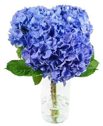 Bouquet de Hortensias Azules Frescas con 10 Flores para Regalar en Cualquier Ocasión