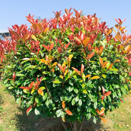 Semillas de Photinia de petirrojo rojo - cobertura del suelo para lugares soleados balcón decoraciones jardín para exteriores regalos jardineros arbustos en flor, resistentes 700pcs