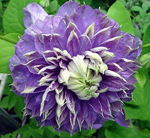 Blue Light Clematis Vine - Blooms Spring & Fall - 2.5 Pot