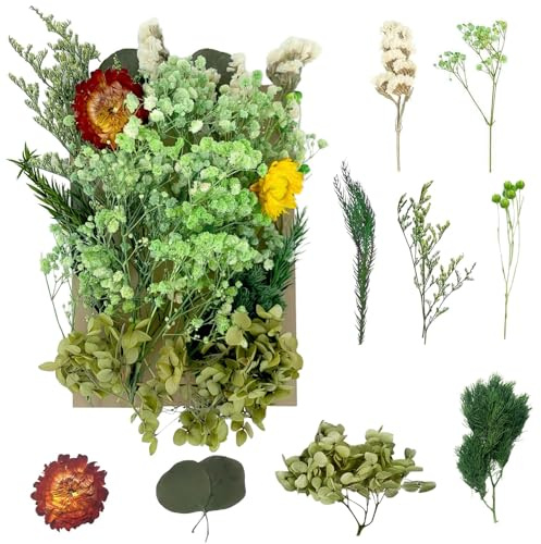 Dried Flowers, Pressed Flowers Dry Flowers Dried Flowers Crafts for DIY Arts Resin Scrapbooking Jewelry Making Floral Decorations（Green）