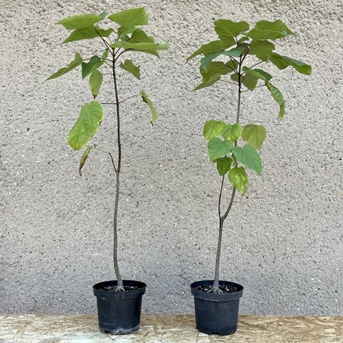 Blut-Trompetenbaum (Catalpa purpurea); 3-jährige Jungpflanze ca. 80 cm; Laubbaum, Gartenbaum, Parkbaum, Stadtbaum, Klimabaum, Rarität