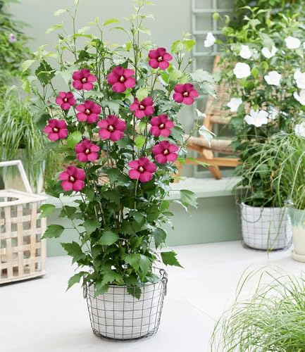 BALDUR Garten 1x Hibiskus 'Flower Tower Ruby®', Pflanze im 9x9 cm-Topf | säulenförmiger Wuchs, lange Blütezeit, winterhart bis -25 °C, mehrjährig & pflegeleicht, Hibiscus syriacus, Blickfang