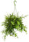 Dehner Schamblume, Aeschynanthus japhrolepis, Ampelpflanze, ca. 30-40 cm, Ø Topf 14 cm, Zimmerpflanze