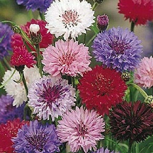 10000 Seeds of Cornflower Polka Dot Mixed Bulk