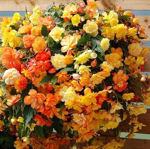 Votaniki Cascade Begonia Mix Bulbs - Balcony Hanging Basket Begonias Bulbs | Perennial Flower - Yellow & Orange Begonia, Large Blooms - Easy to Grow, Perfect for Cut (3 Pack)
