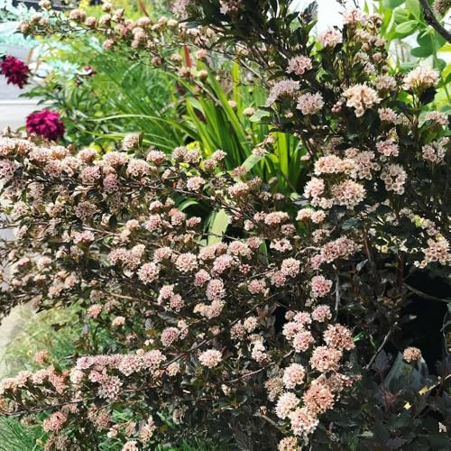 Semi di euforbia del fagiano, arbusti a crescita rapida Semi di Physocarpus amurensis, decorazione da giardino per esterni arbusti ti resistenti vecchie varietà regali per 150pcs