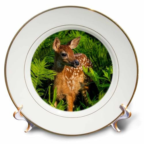 3D Rose cp_231046_1 USA - Minnesota Close-Up of White-Tailed Deer Fawn in The Ferns Porcelain Plate, 8