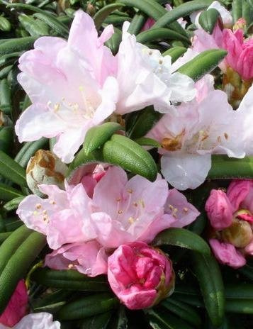 Yakushima Alpenrose Rhododendron yakushimanum Edelweiß 25-30 cm breit 5 L | Winterhart, immergrün & langlebig – kompakter Wuchs mit filzigem Laub, ideal für kleine Gärten & Beete