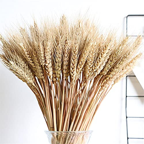 Genérico 100 Tallos de gavillas de Trigo secas de 55 cm, Paquete de Tallos de Trigo Naturales, arreglo de otoño para Manualidades, Mesa de hogar, Boda