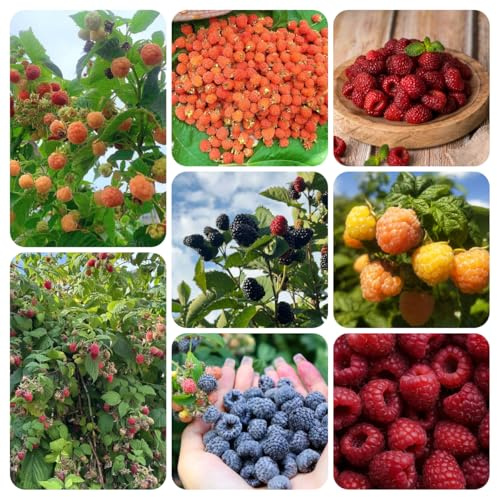 himbeeren bio - kletter winterhart, alte sorten, balkon garten, hochbeet, 350samen