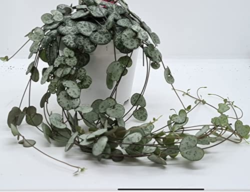 Ceropegia Woodii String of Hearts Plant in 9cm Pot - Trailing and Flowering Indoor houseplant