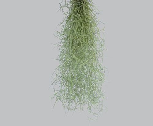 florari Tillandsia usneoides S - ca. 30 cm