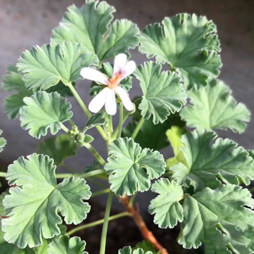 gerani, pelargoni - d'appartamento rare Decorazioni autunnali per un giardino resistente per l' di semi di sul balcone giardino, 300semi