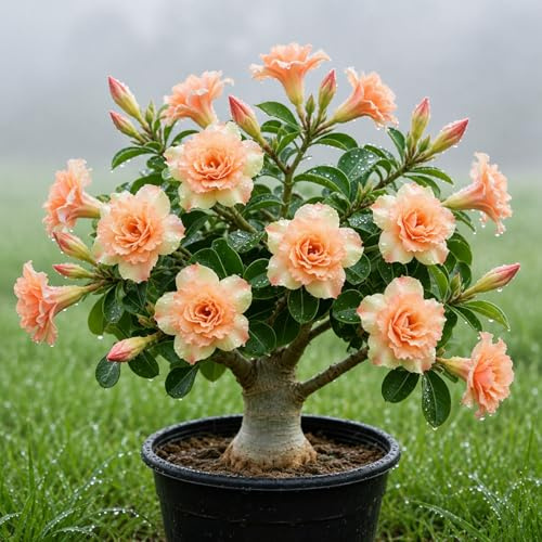 Rosa del deserto- Colore Vivido Resistente e Facile da Curare-bO-1 Bulbi -J