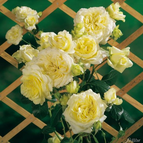 Kletterrosen in vielen Sorten und Farben (Im 5 Liter Container, Elfe)