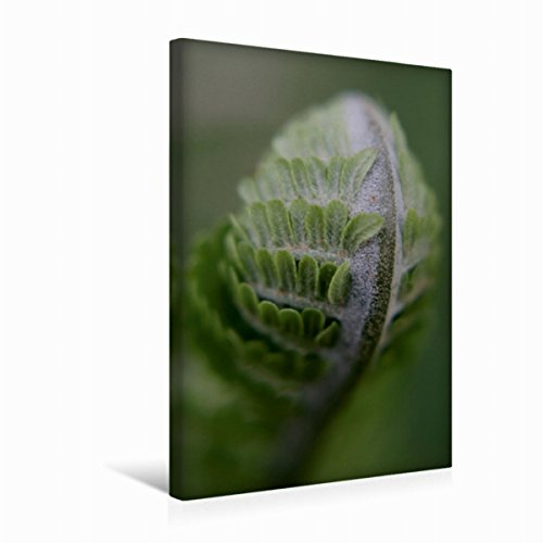 Premium Textil-Leinwand 30 x 45 cm Hoch-Format Farn | Wandbild, HD-Bild auf Keilrahmen, Fertigbild auf hochwertigem Vlies, Leinwanddruck von Christine Bässler
