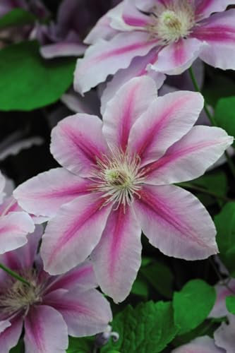 Clematis 'Nelly Moser' - Large Pink Petals with Deep Pink Stripe - Hardy Climbing Vine for North-Facing Walls – 1x 9cm Pot by Thompson and Morgan