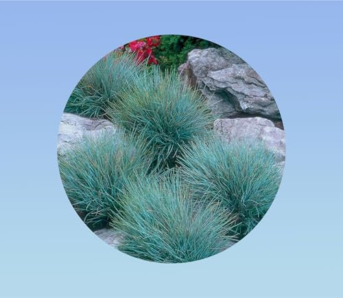200 graines herbe de fétuque gris bleuté - Aménagement paysager - Viable à Haut Rendement - plante vivace