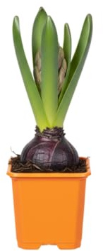 DECOALIVE Jacinto Bulbo Vivo que Despierta la Naturaleza con sus Colores y Fragancia Únicos