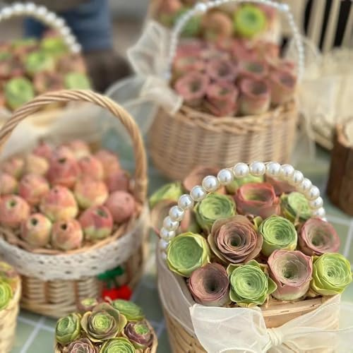 semillas suculentas resistentes, comprar de aptas para las abejas de jardín rocas exterior 55pcs