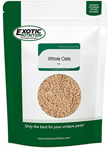 Exotic Nutrition Whole Oats 4 lb. - Healthy Supplemental Food - Natural Whole Oats for Prairie Dogs, Degus & Chinchillas…