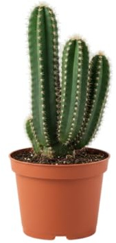DECOALIVE Cactus para Escritorio Planta Resistente Perfecta Para Ordenadores