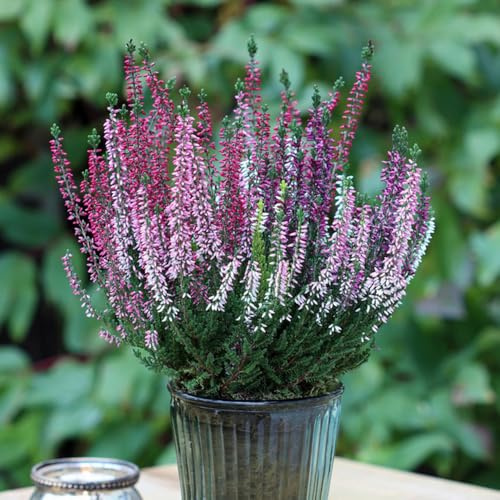 Heidekraut, Erica carnea, Winterheide, blumensamen wohnzimmer deko winterharte für balkon 550pcs