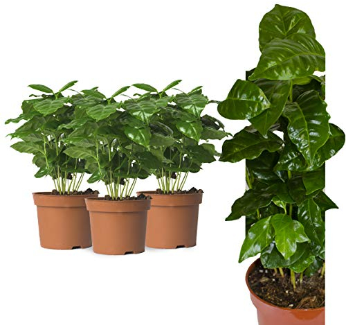 3 Echte Kaffee Pflanze Coffea Arabica ca. 30cm - Kaffeepflanze Kaffeestrauch, Zimmerpflanzen, Zimmerpflanzen Set, coffee to grow, kaffeepflanze kaufen, kaffee arabica pflanze, kaffe pflanze